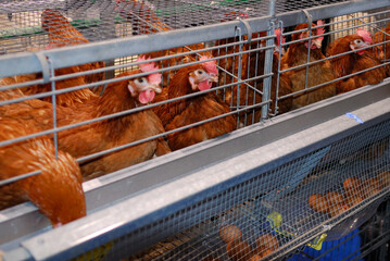 Rhode Island Red hens in cages laying brown eggs