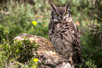 Spotted Eagle-Owl