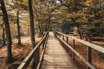 Obraz premium wooden bridge in the forest