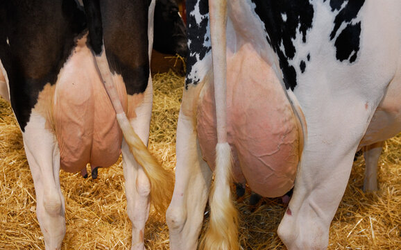 Holstein dairy cows in Barn with extended udders