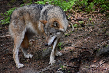 wolf in the forest