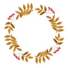 watercolor autumn rowan wreath isolated on white background. Golden leaves and red berries round frame