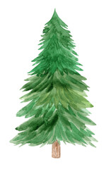 watercolor green tall fir tree isolated on white background