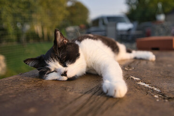 Schwarz weiße persermix Hauskatze genießt die letzen Sonnenstrahlen 