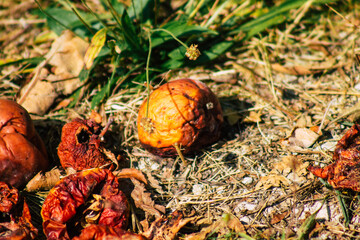 Closeup of rotting apples falling on the ground from the tree in the French countryside in Autumn