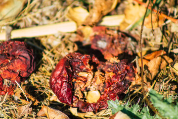 Closeup of rotting apples falling on the ground from the tree in the French countryside in Autumn