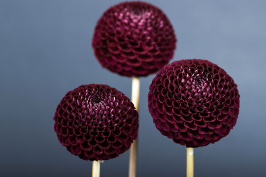 Three red dahlia flowers isolated on black background