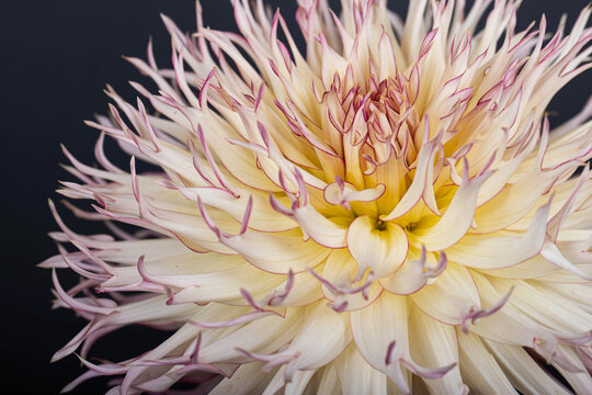 Fototapeta Exotic white dahlia flower isolated on black background