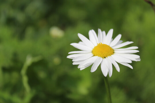 photo of a single daisy flower on a blurry background, can be used in advertising, for example, tea from chamomile or toothpaste with chamomile