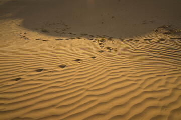 yellow sand on a dune with small vegetation and in the sun