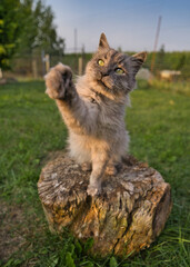 Naklejka na ściany i meble Graue türkische Angora Katze auf einem Baumstamm im Garten beim Spielen