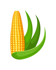 Corn. Isolated ripe corn ear. Yellow corn cob with green leaves. Summer farm design element. Sweet bunch of corn