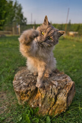 Naklejka na ściany i meble Süße türkische Angora Katze auf einem Baumstamm im Garten beim Spielen