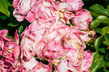 Closeup of roses growing in the countryside of Reims in France in Autumn