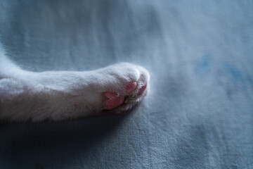 cats foot