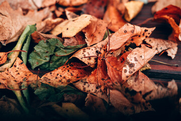 Lots of autumn leaves close-up, desktop background. Below is a strip with a reflection of the leaves, like a mirror view. Yellow, green, orange, and brown leaves from trees.