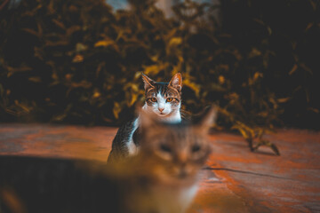 Cats looking away in the backyard