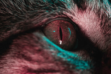close up of a cat