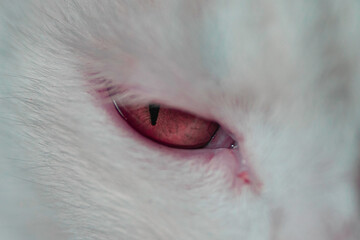 close up of eye