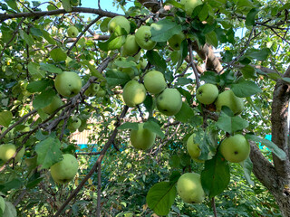 Green apples on a branch close-up. Harvesting in the garden. Gardening, growing and caring for fruit trees.