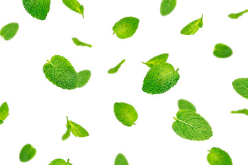 Fresh mint leaves on a white background. Flying mint. High quality photo