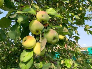 Green apples on a branch close-up. Harvesting in the garden. Gardening, growing and caring for fruit trees.