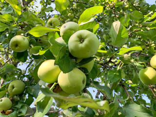 Green apples on a branch close-up. Harvesting in the garden. Gardening, growing and caring for fruit trees.