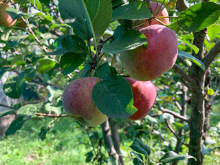 Red apples on a branch close-up. Harvesting in the garden. Gardening, growing and caring for fruit trees.