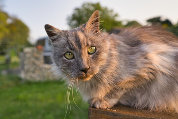 Obraz premium Graue türkische Angora Hauskatze mit grünen Augen im Sommer im Garten, Nahaufnahme