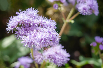 Beautiful bluish violet Ageratum in the flower bed