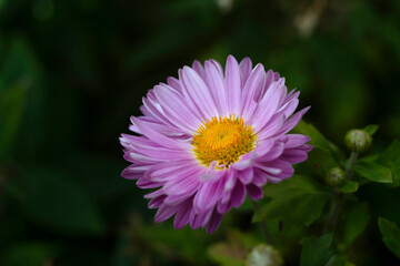 Pink Chrysanthemum, also called Mums or Chrysanths