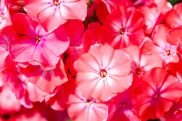 Beautiful Blooming Pink Garden Phlox Flowers in Full Bloom
