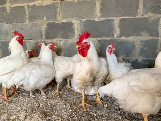 White hens and roosters search for food in the farm's chicken coop. Raising and caring for Pets. Farm, agriculture.