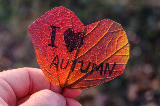Red heart shaped leaf in a hand close-up. Leaf with inscription text - i love autumn with heart symbol.