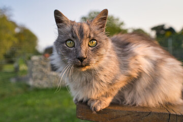 Obraz premium Graue türkische Angora Hauskatze mit grünen Augen im Sommer im Garten, Nahaufnahme