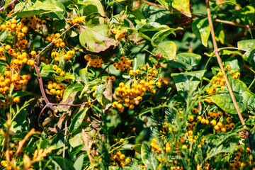 Closeup of wild plants growing in the French countryside in Autumn