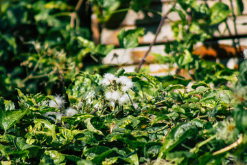 Closeup of wild plants growing in the French countryside in Autumn