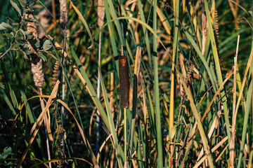 Closeup of wild water plants growing in a pond in the French countryside in Autumn