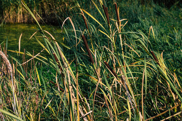 Closeup of wild water plants growing in a pond in the French countryside in Autumn
