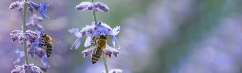 bees close up on lavender flowers - macro photo