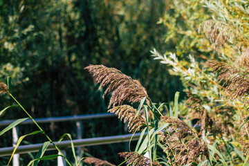 Closeup of wild water plants growing in a pond in the French countryside in Autumn