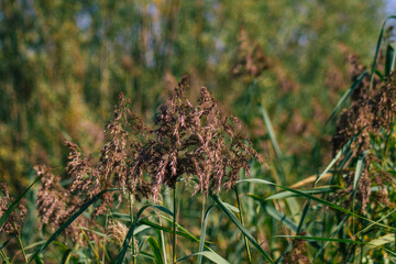 Closeup of wild water plants growing in a pond in the French countryside in Autumn