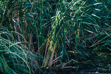 Closeup of wild water plants growing in a pond in the French countryside in Autumn