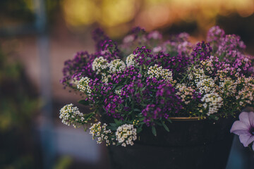 alissum in the garden