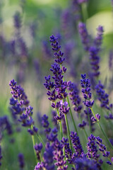 Fototapeta premium Lavandula angustifolia bunch of flowers in bloom, purple scented flowering plant, green background
