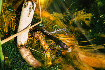 Closeup of wild water plants growing in a pond in the French countryside in Autumn