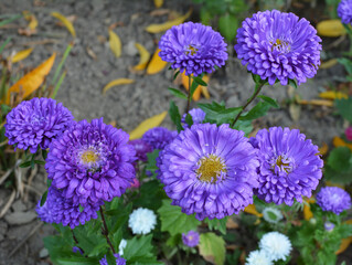 Asters bloom in the garden