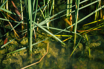 Closeup of wild water plants growing in a pond in the French countryside in Autumn