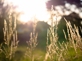 Fototapeta premium Grass in heavy sunlight, sunset over wheat