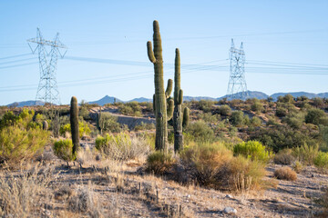 Cactus in the open Arizona desert © Jason